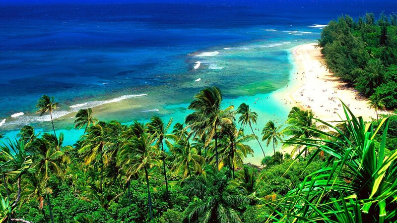 tropical beach with palm trees