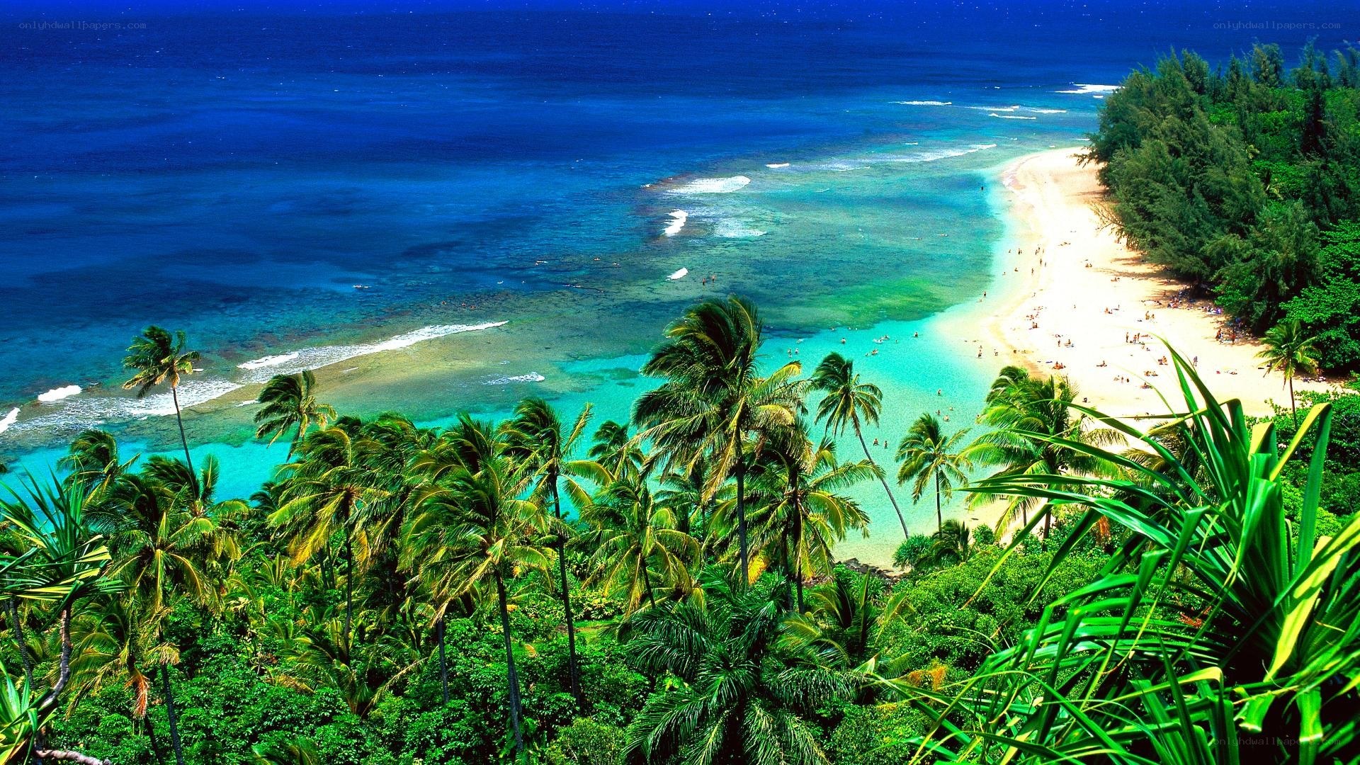 tropical beach with palm trees