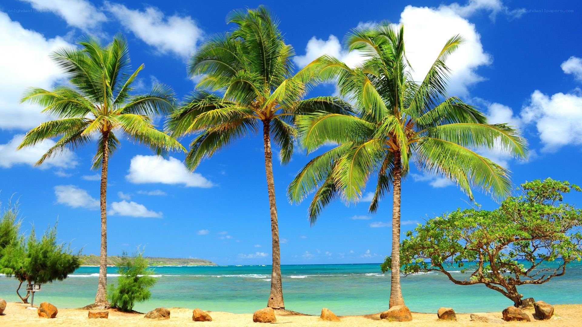 tropical beach with palm trees