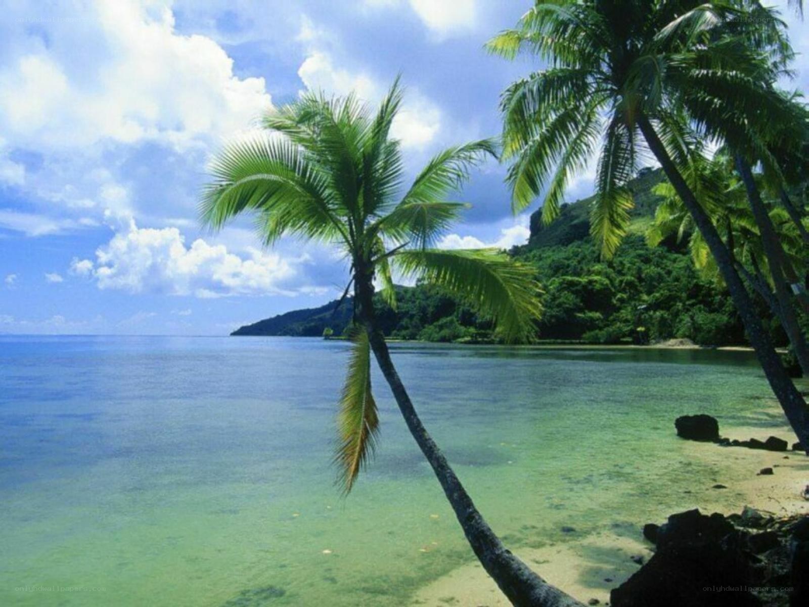 tropical beach with palm trees