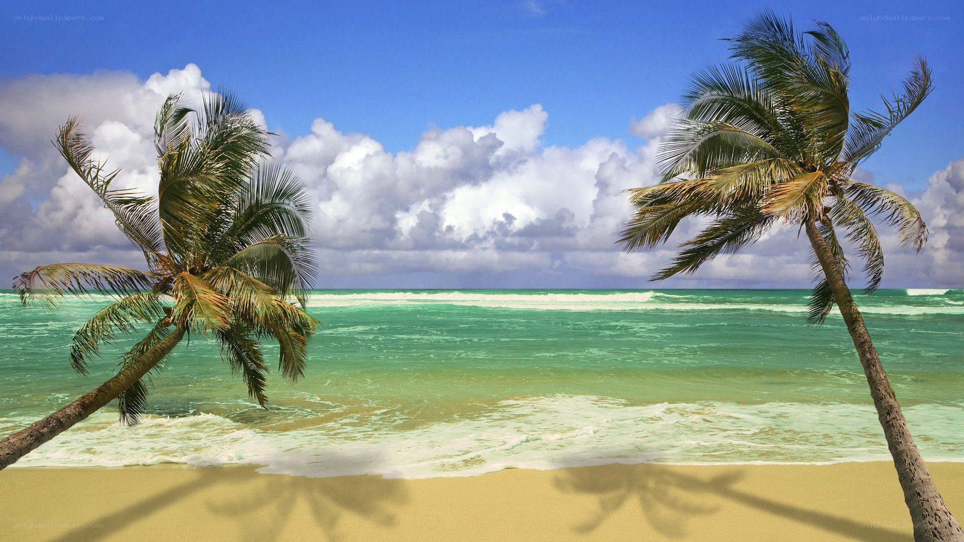 Tropical beach with palm trees