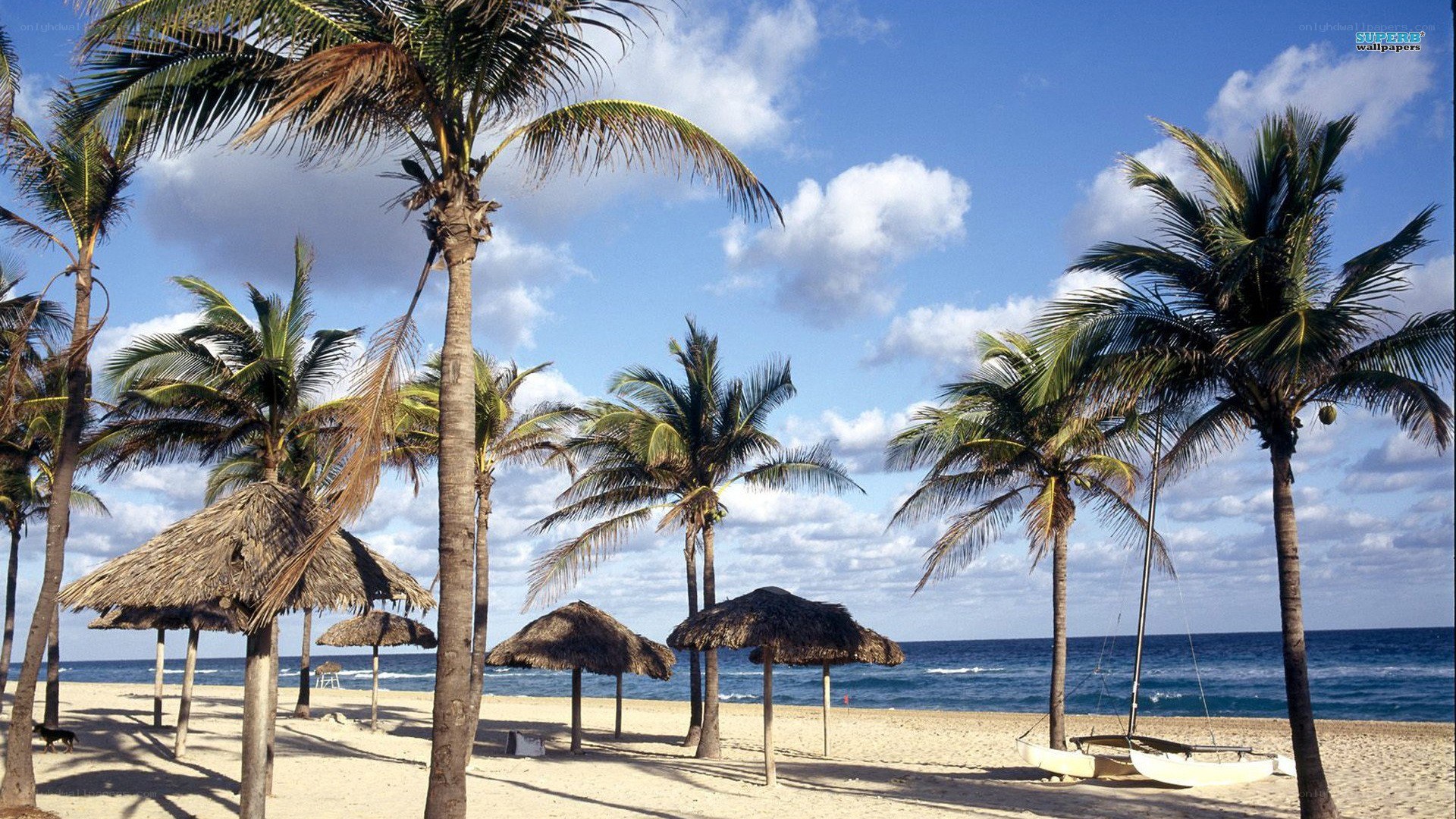 tropical beach with palm trees