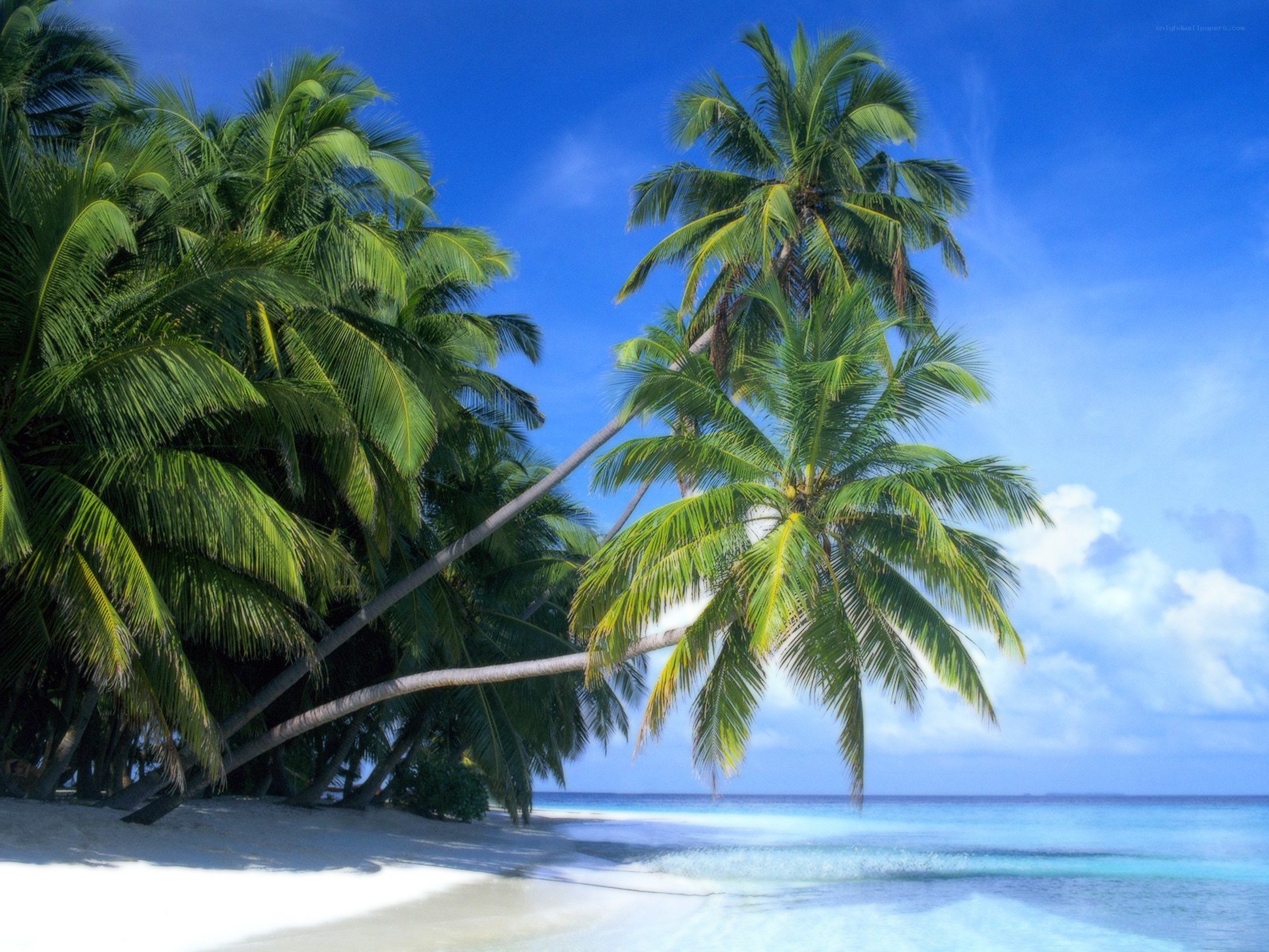tropical beach with palm trees