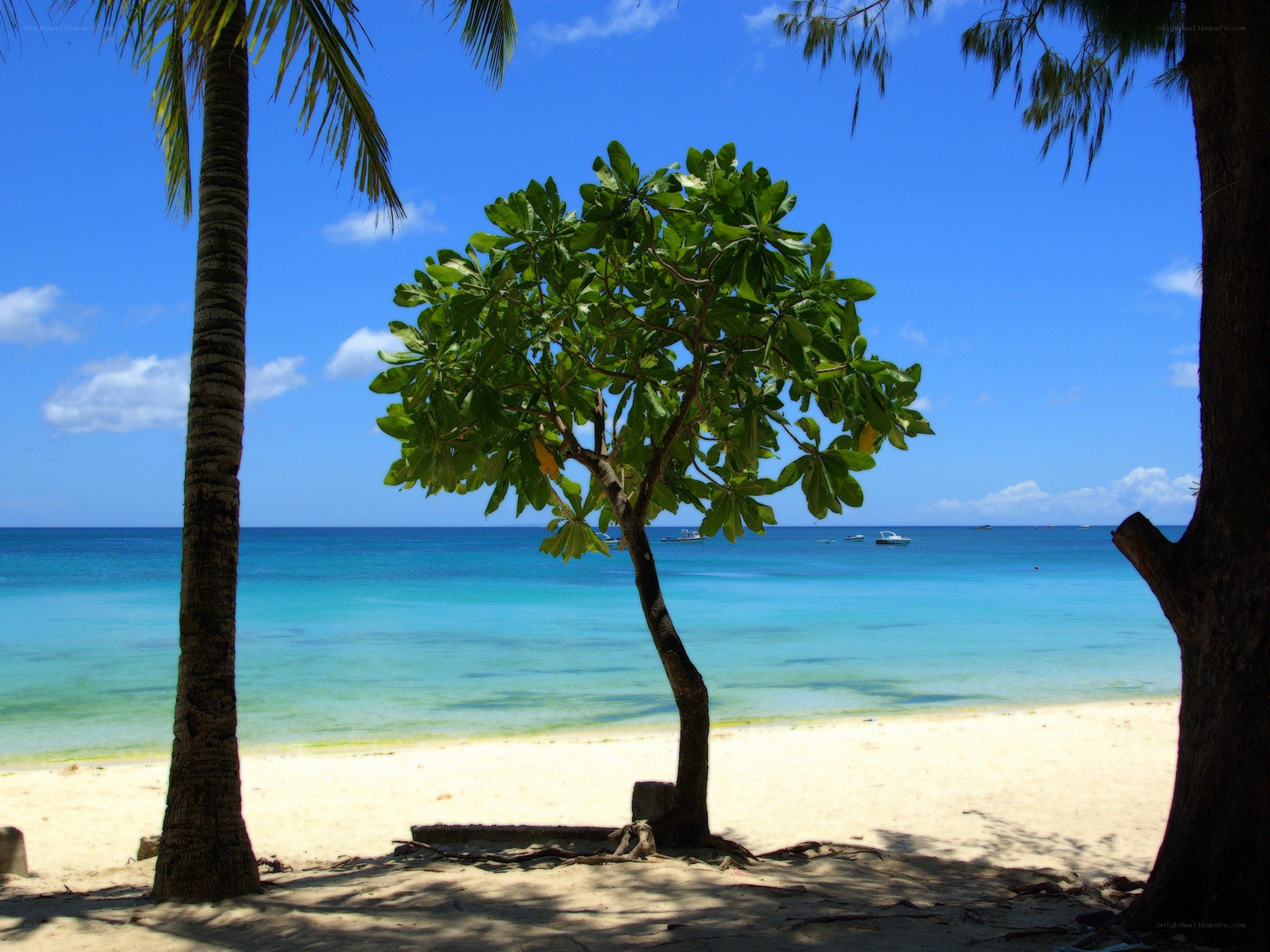 tropical beach with palm trees