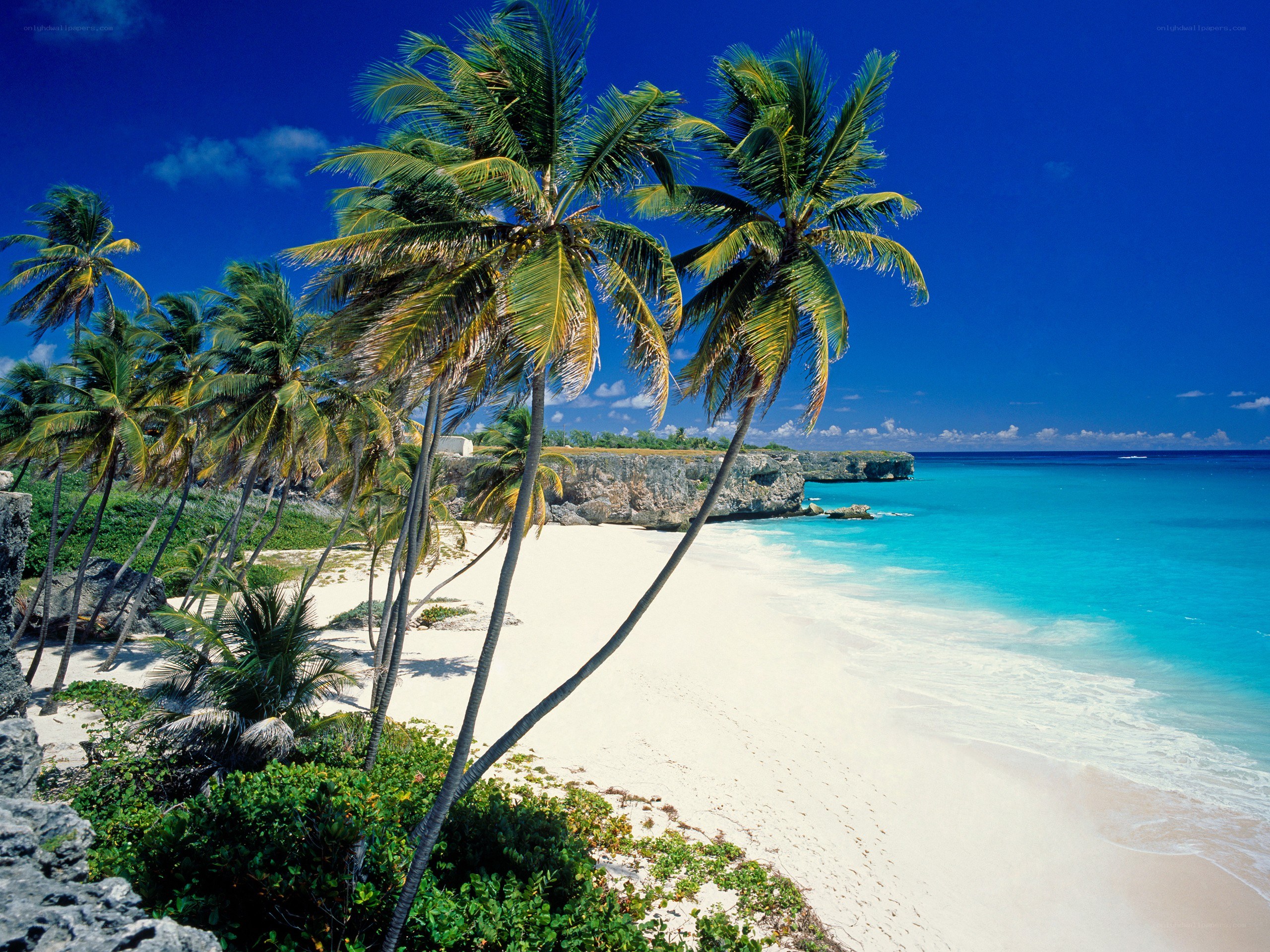 tropical beach with palm trees