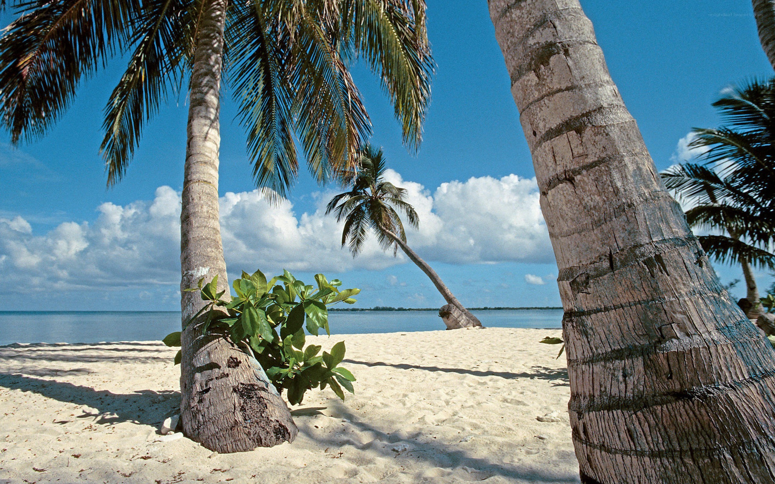 tropical beach with palm trees