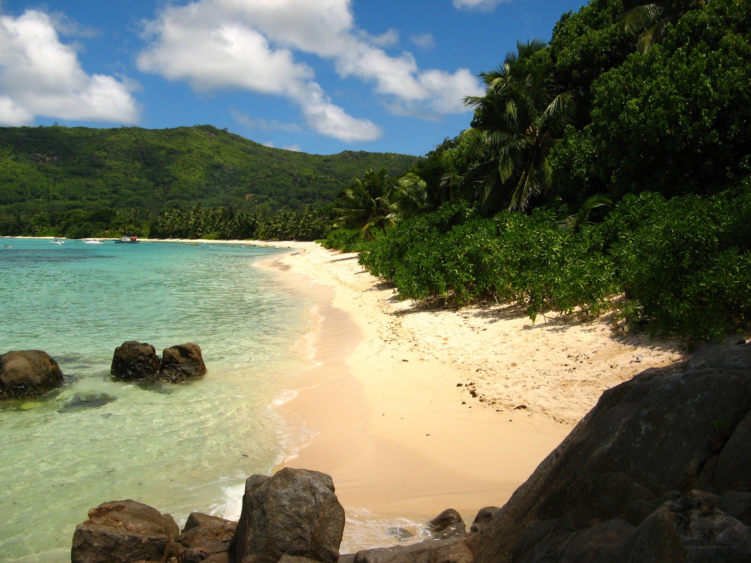 tropical beach with palm trees