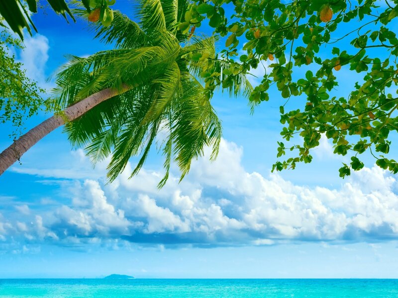 Tropical beach with palm trees