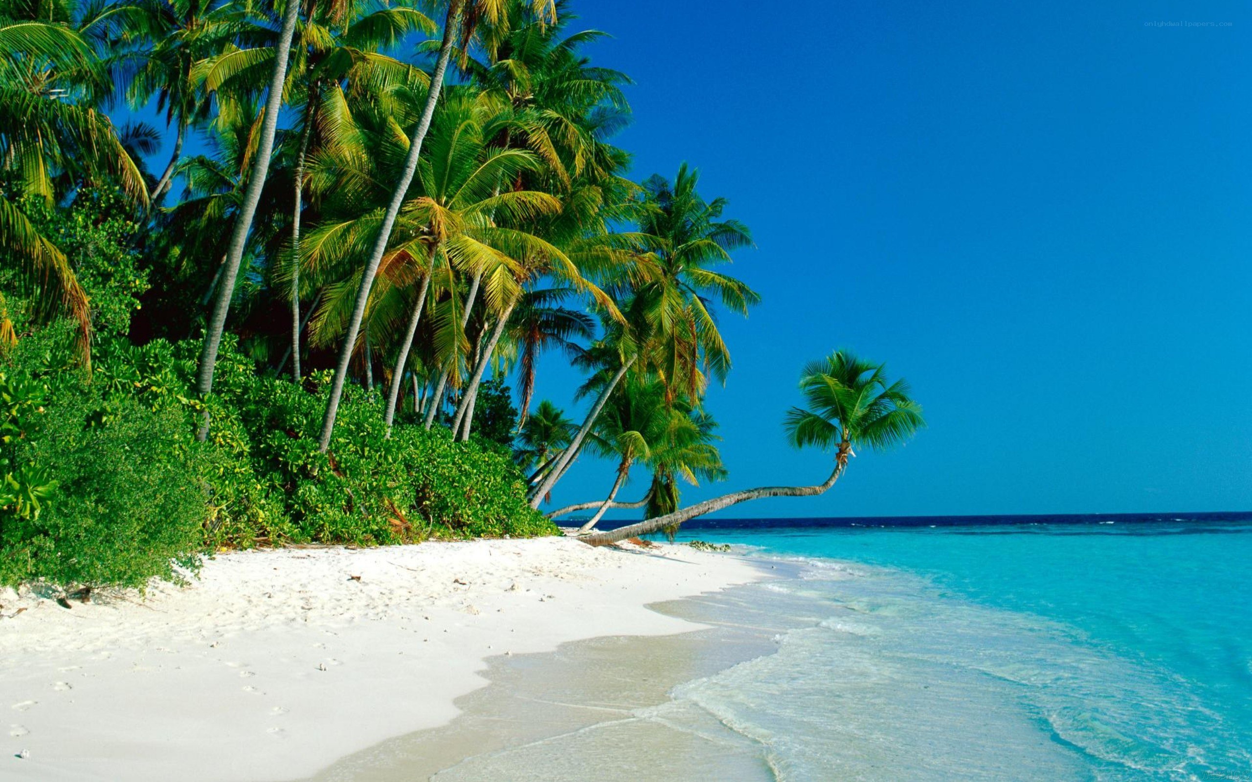 tropical beach with palm trees