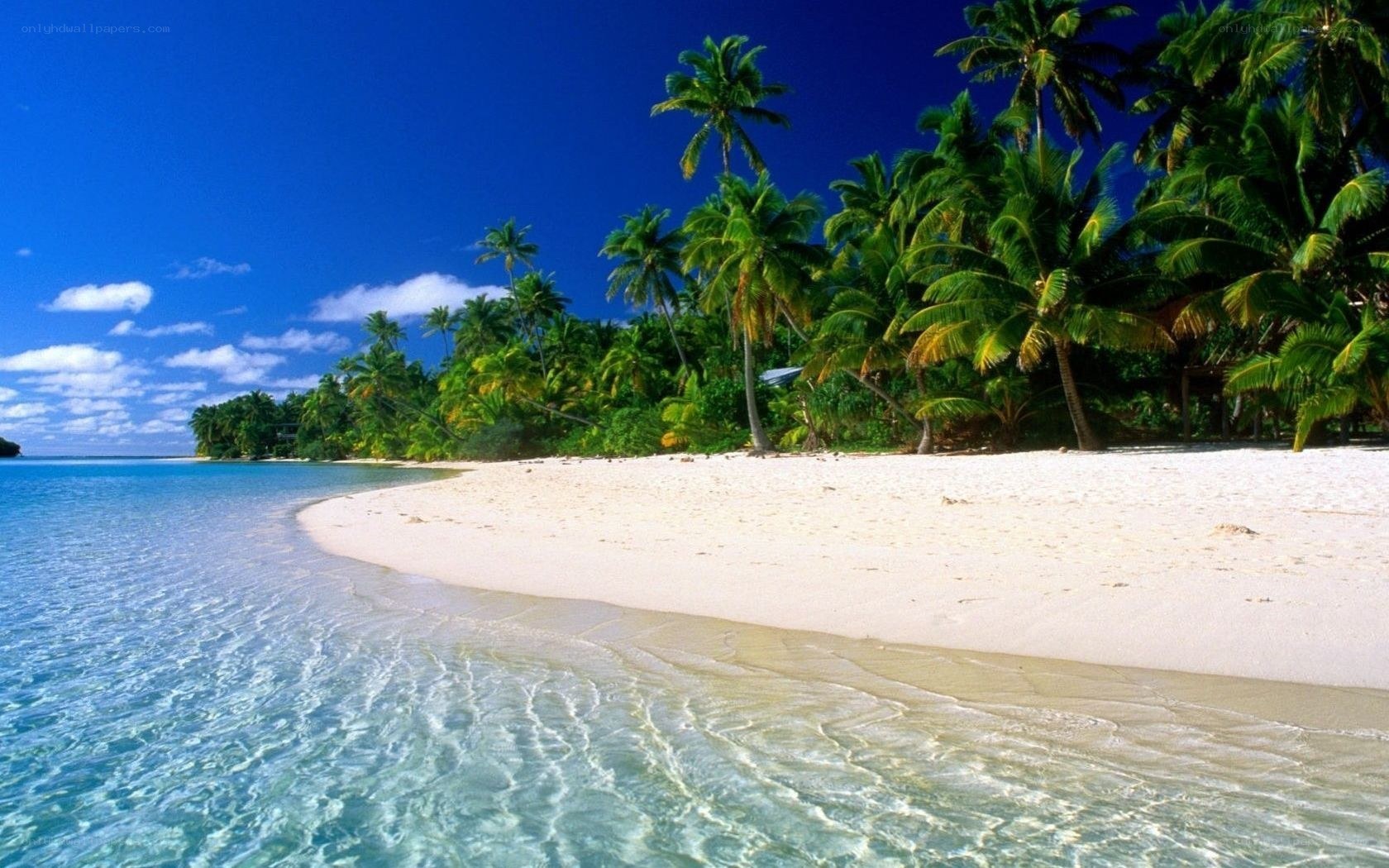 tropical beach with palm trees