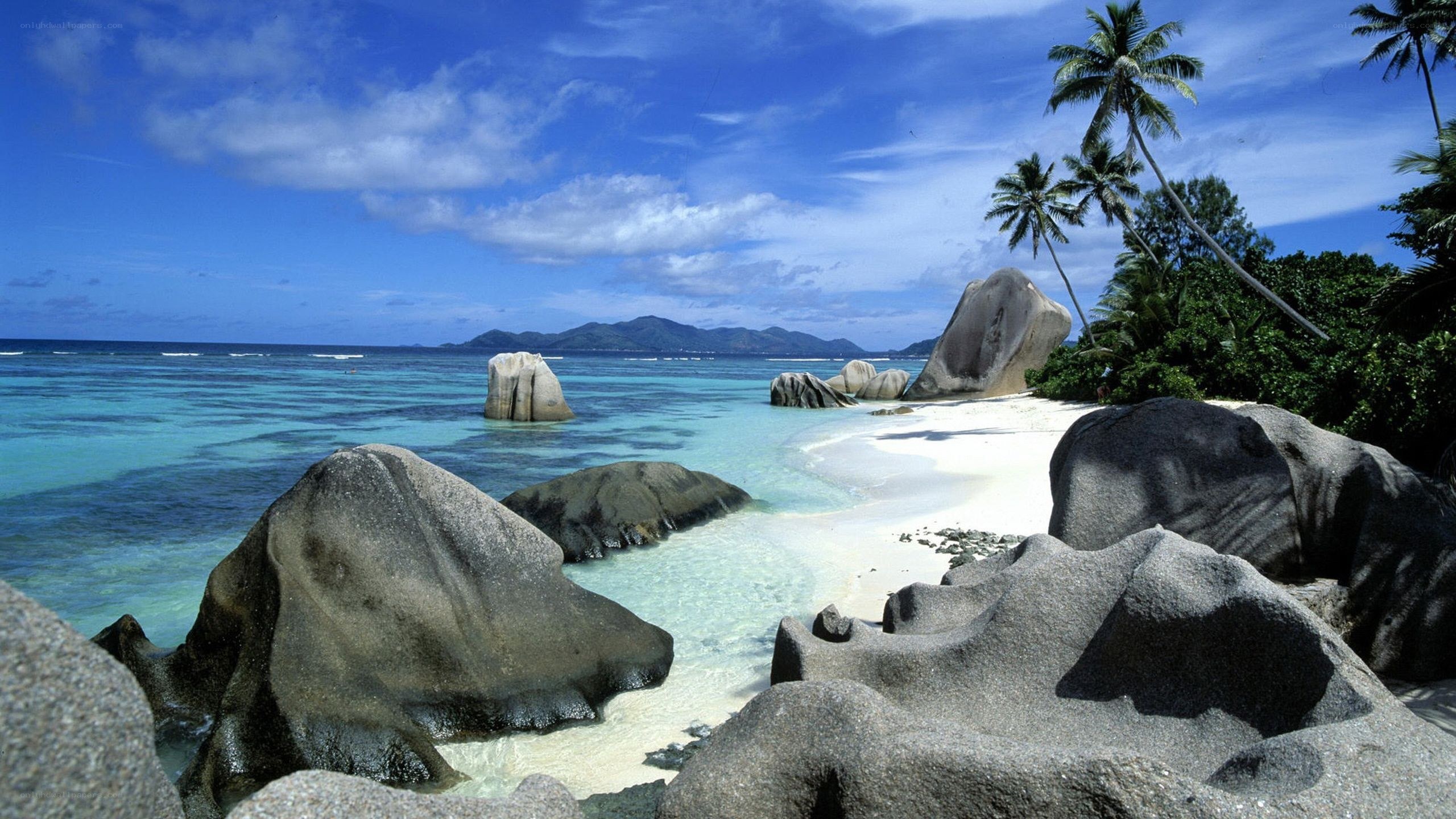 tropical beach with palm trees
