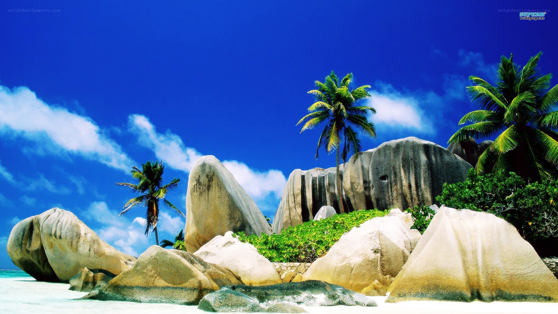tropical beach with palm trees