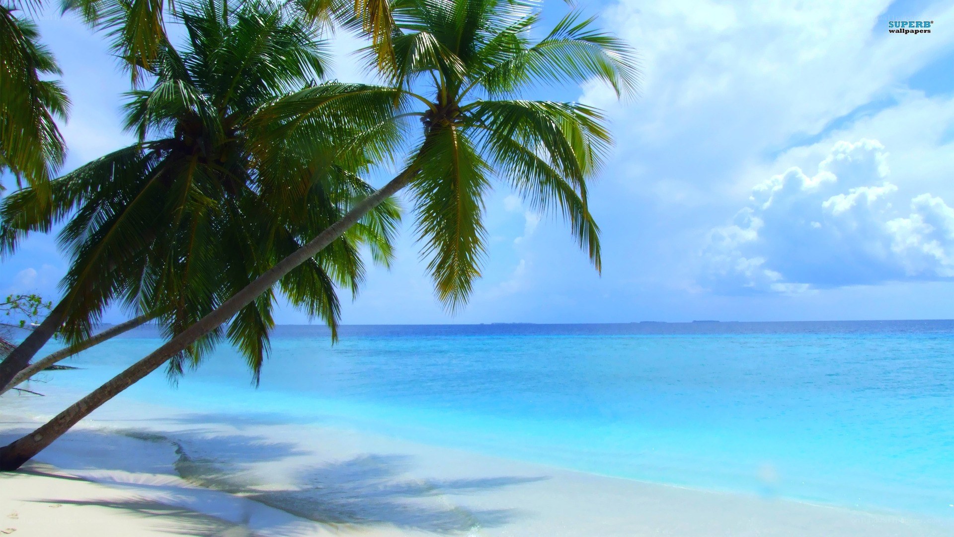 tropical beach with palm trees