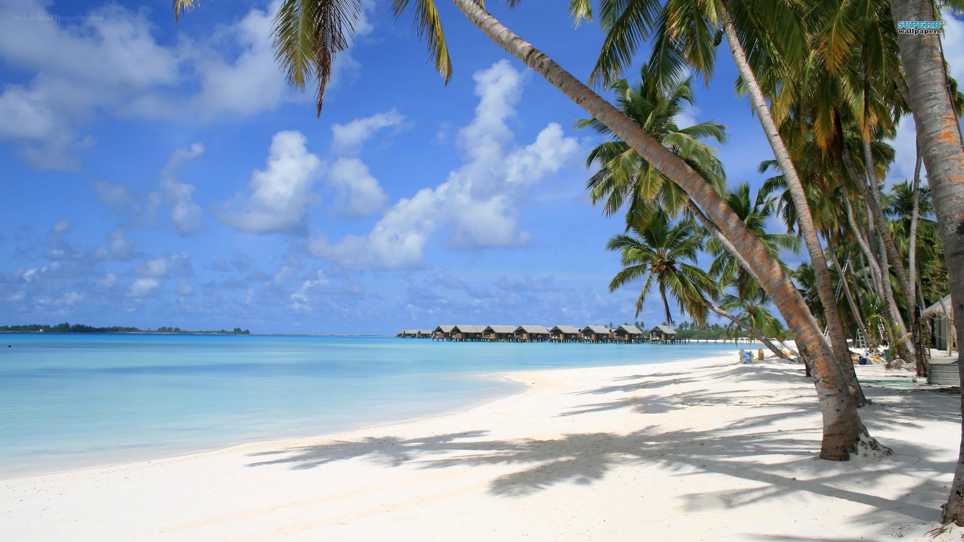 tropical beach with palm trees