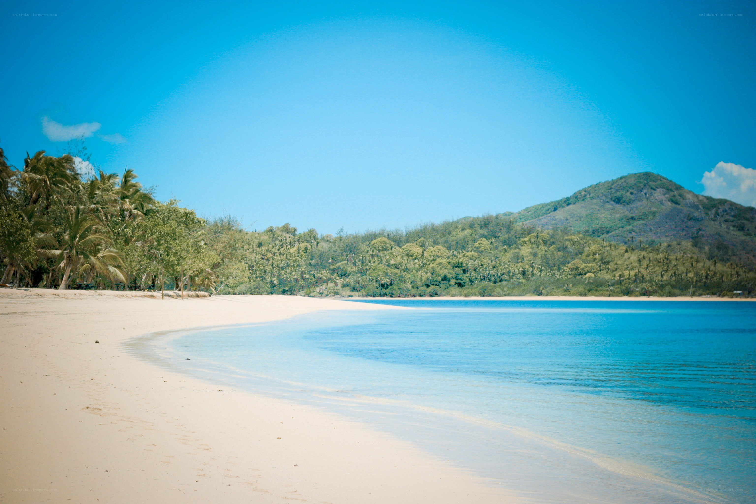 tropical beach with palm trees