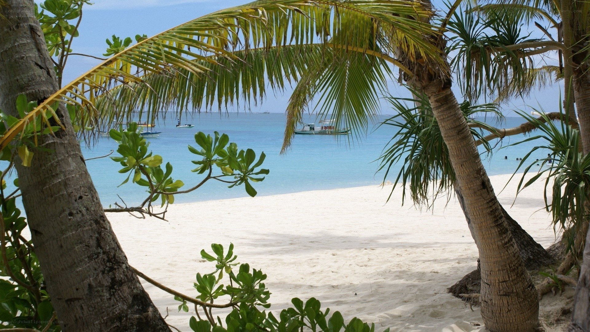tropical beach with palm trees