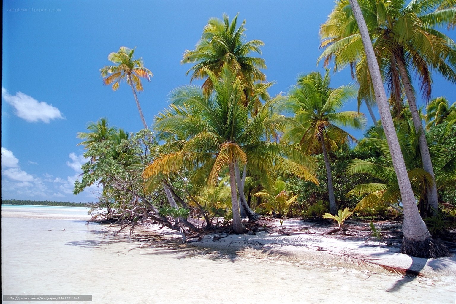 tropical beach with palm trees