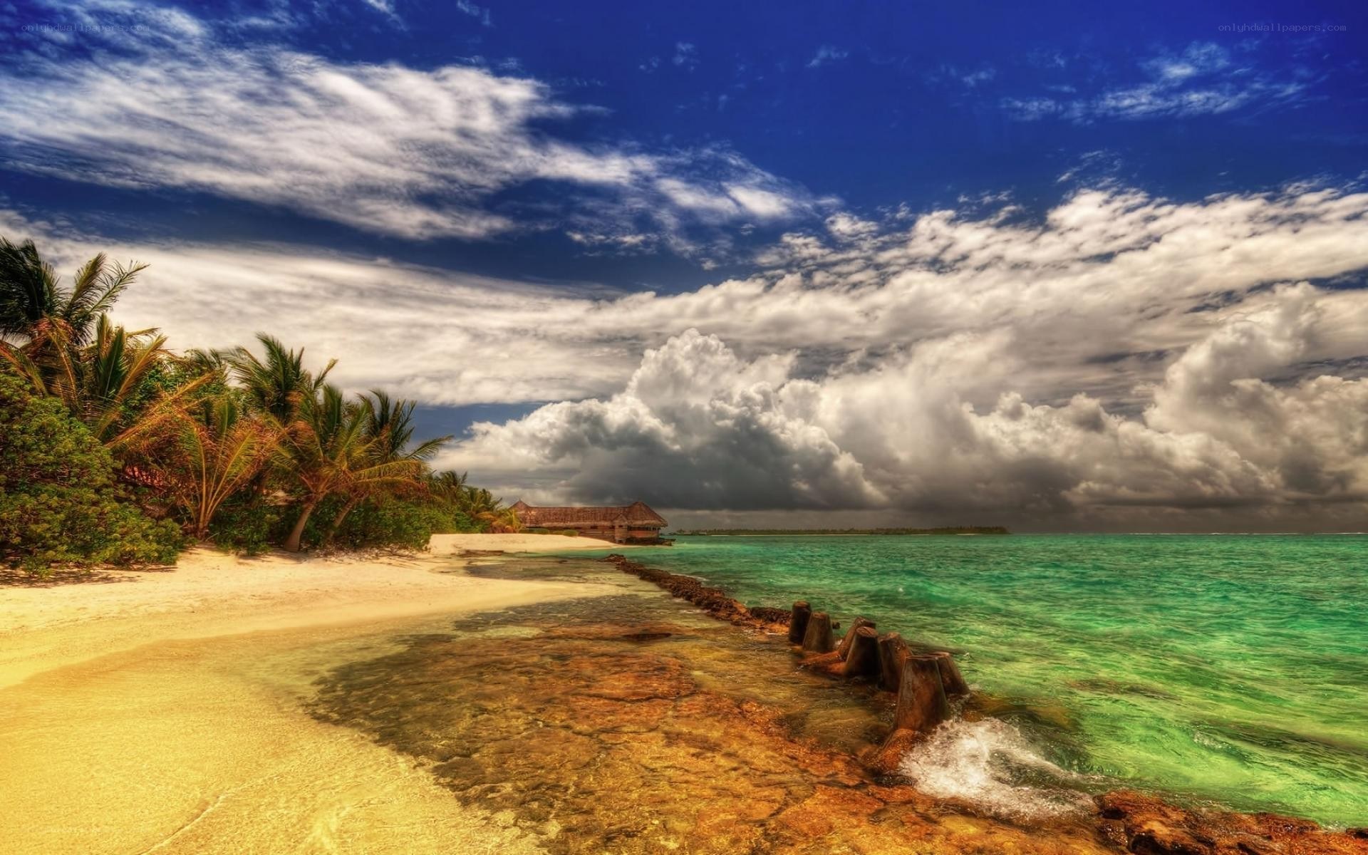 Tropical beach with palm trees