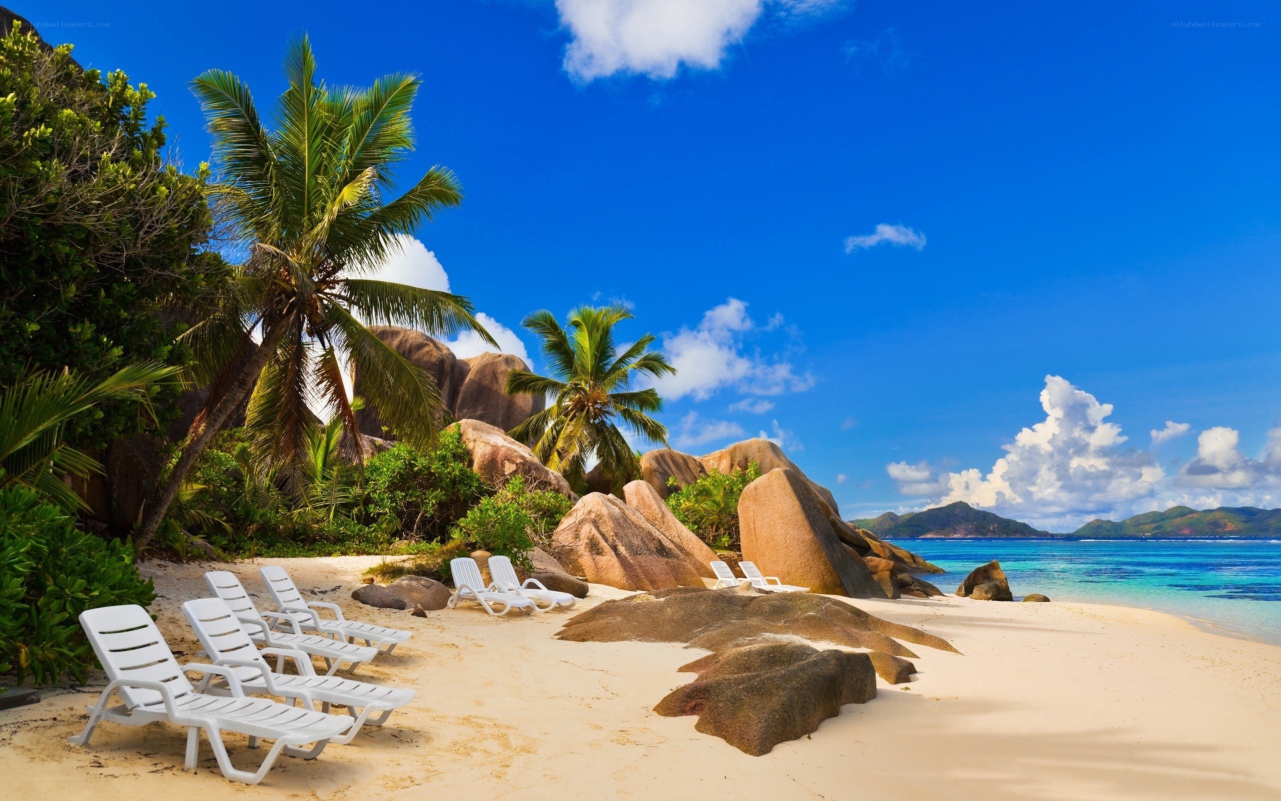 tropical beach with palm trees