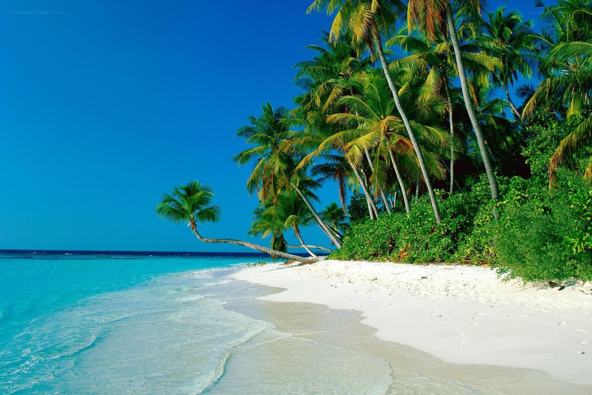 tropical beach with palm trees