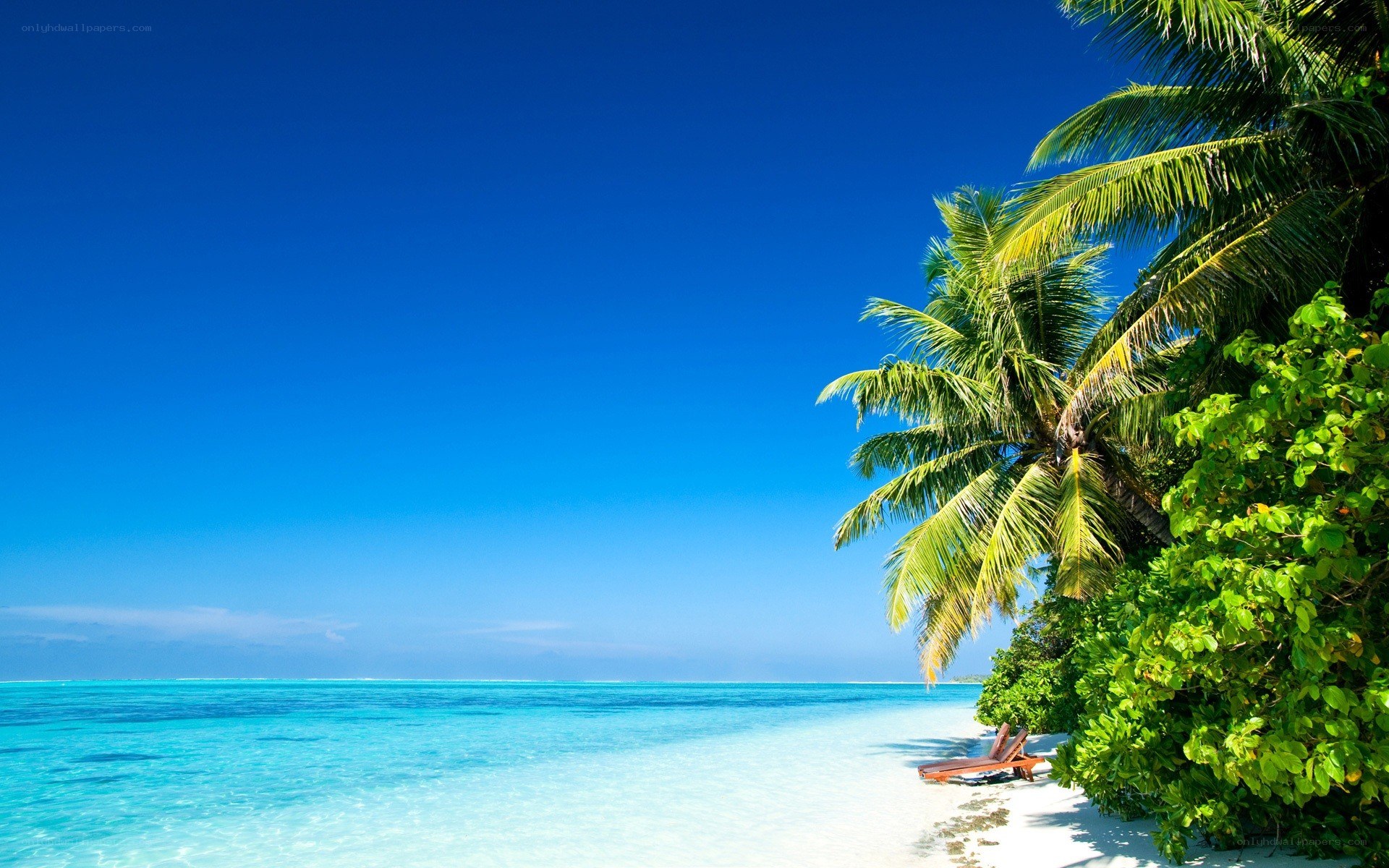 tropical beach with palm trees