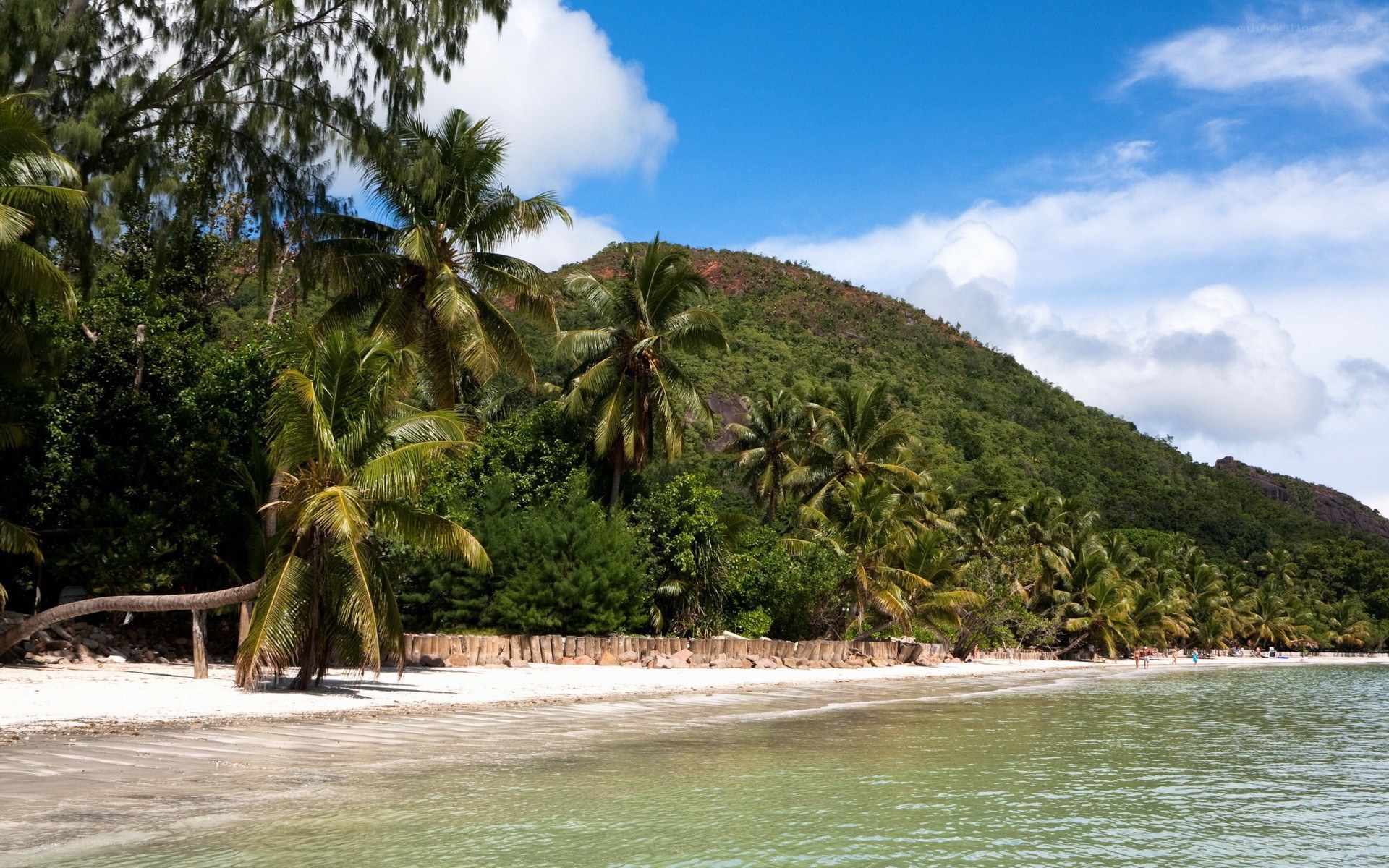 tropical beach with palm trees