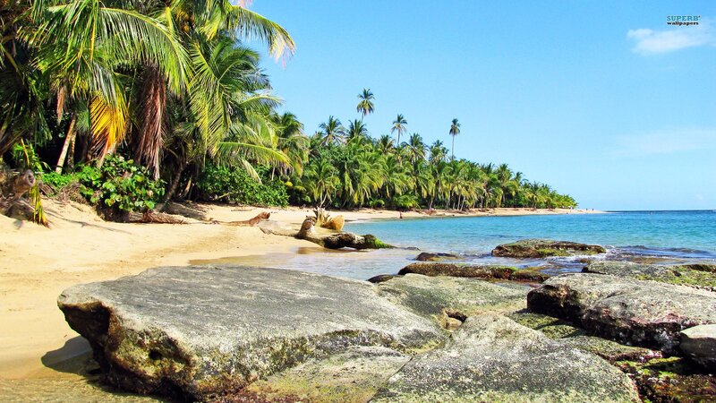 tropical beach with palm trees