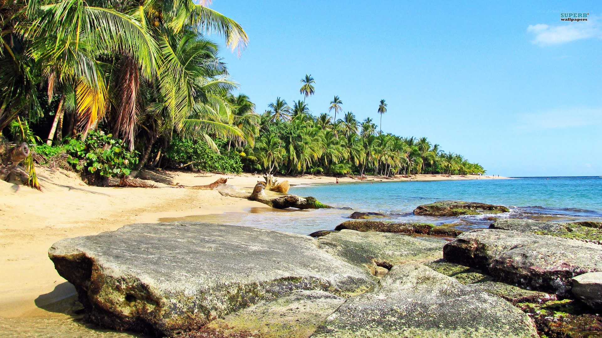 tropical beach with palm trees