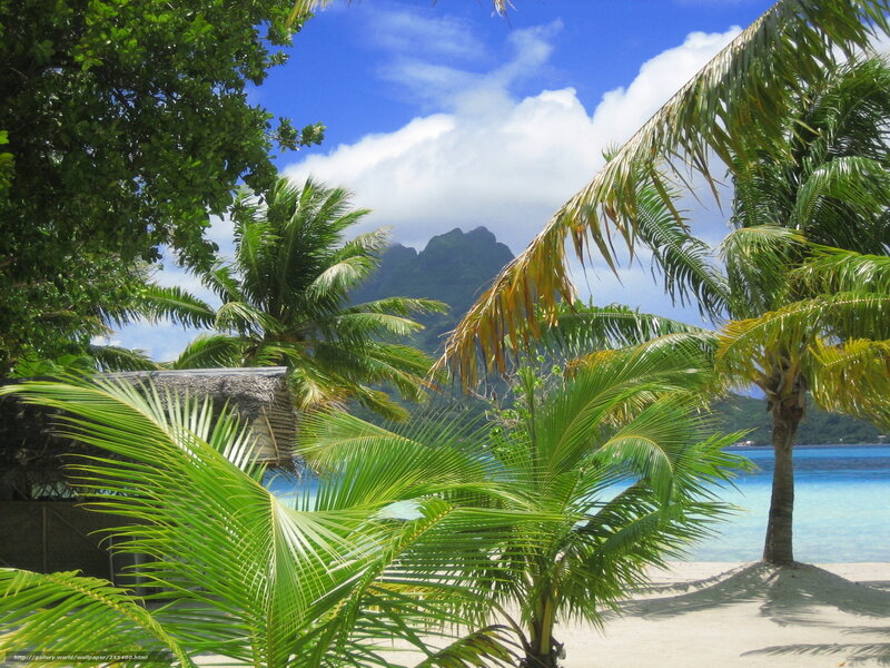 tropical beach with palm trees