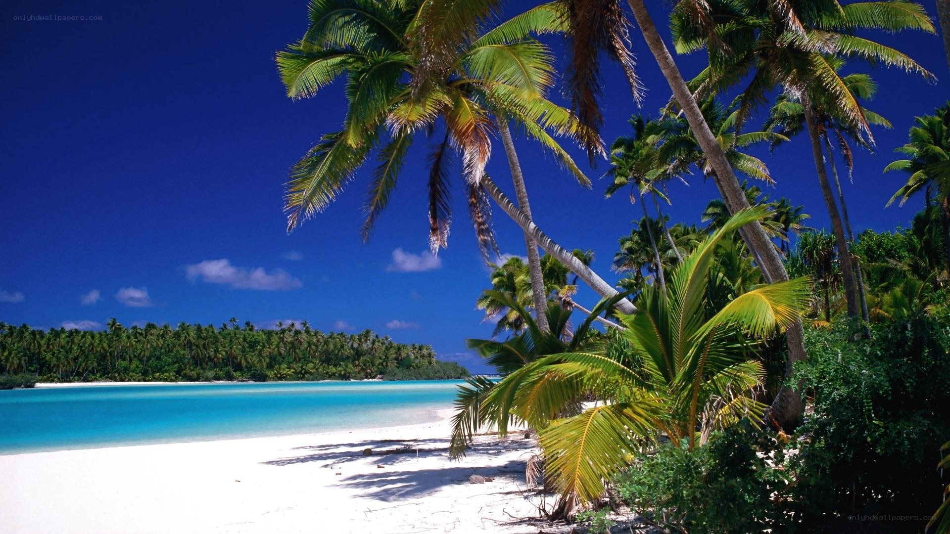 tropical beach with palm trees