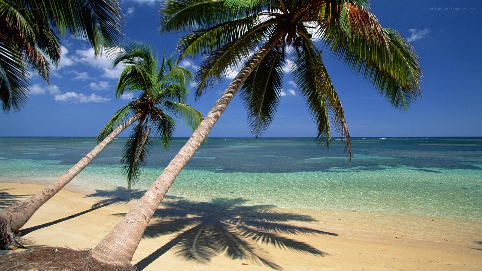 tropical beach with palm trees