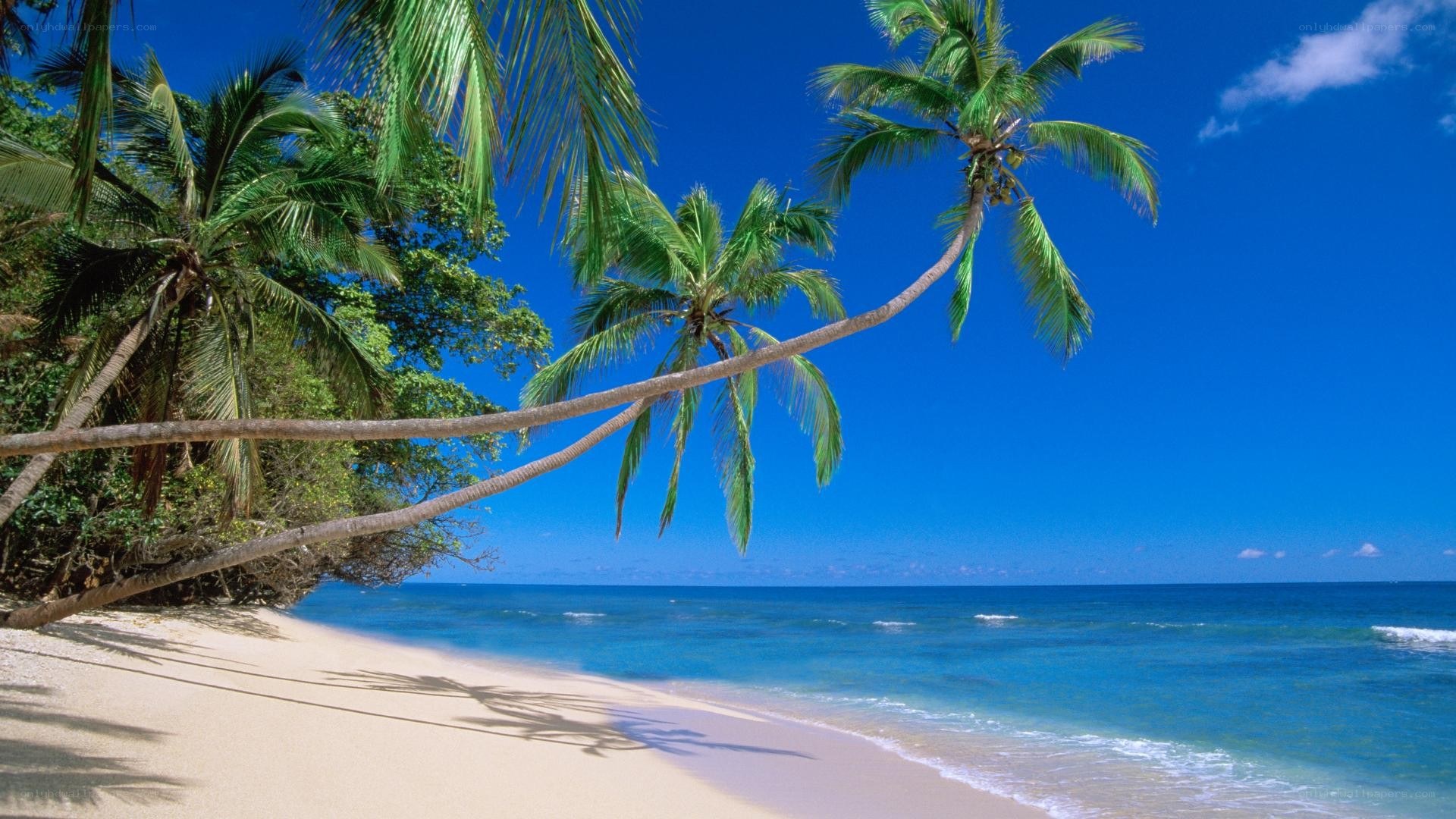 tropical beach with palm trees