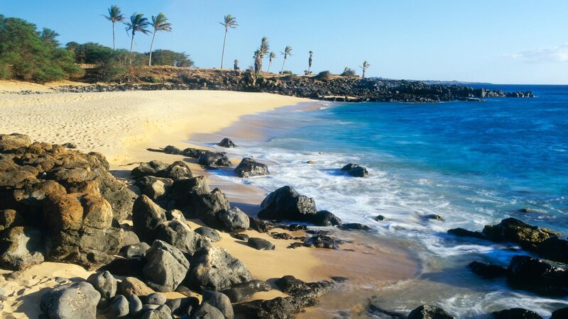tropical beach with palm trees