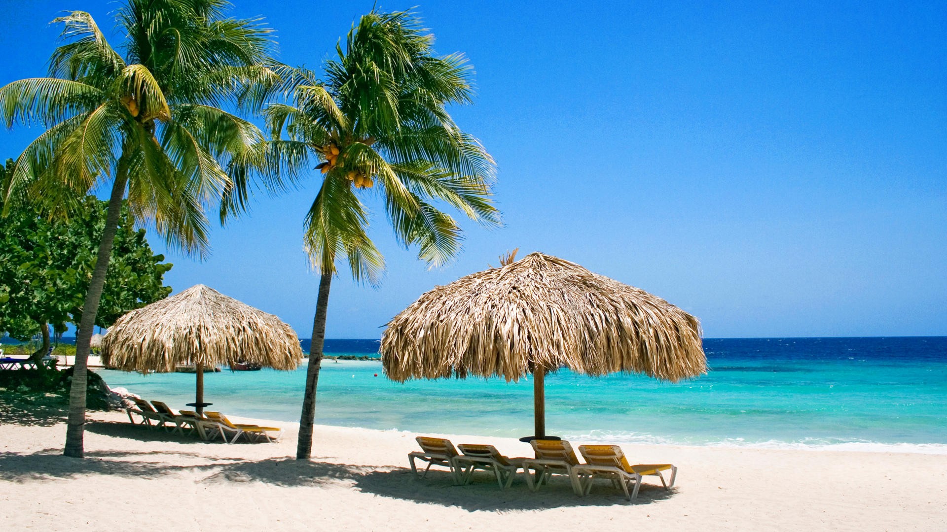 tropical beach with palm trees