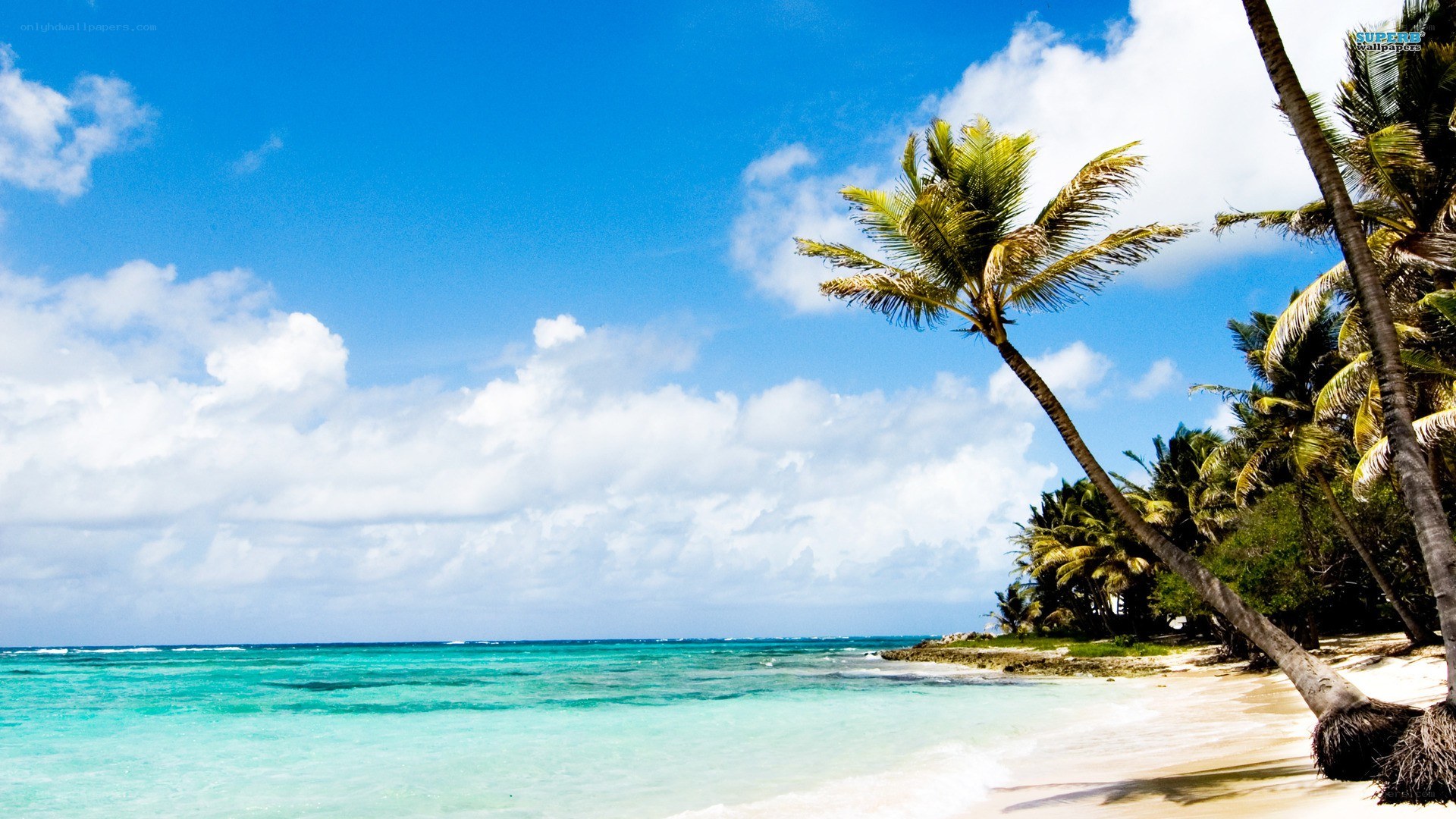 tropical beach with palm trees
