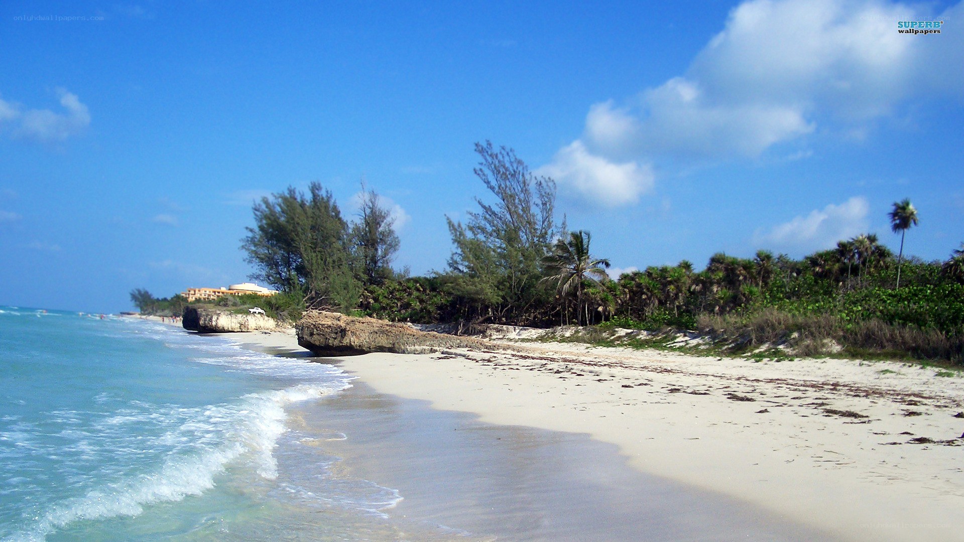 tropical beach with palm trees