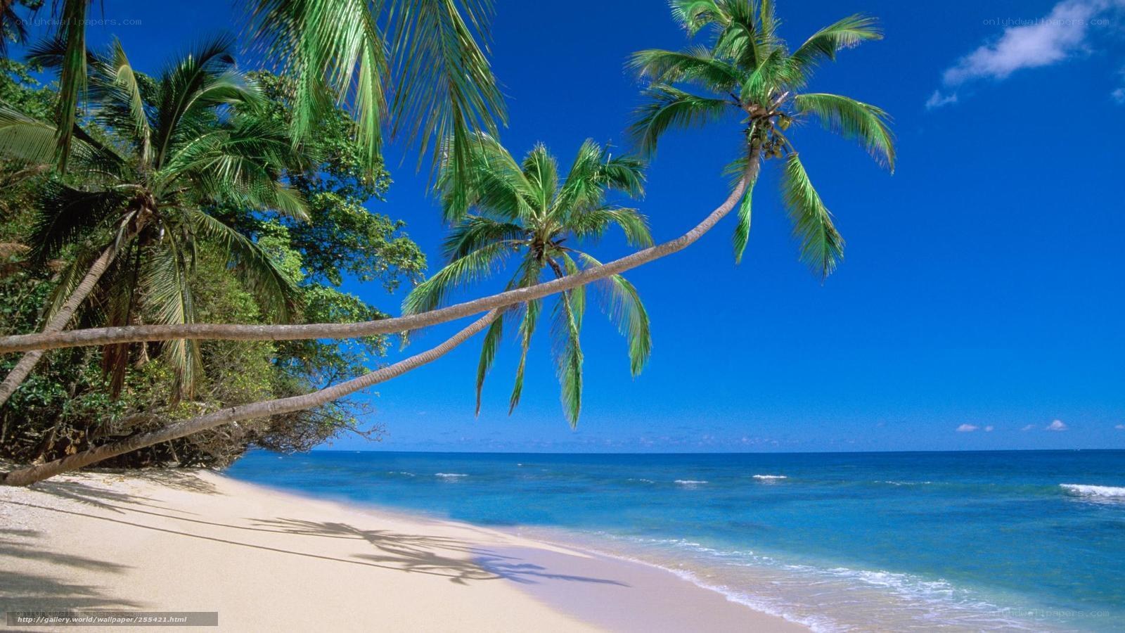 tropical beach with palm trees
