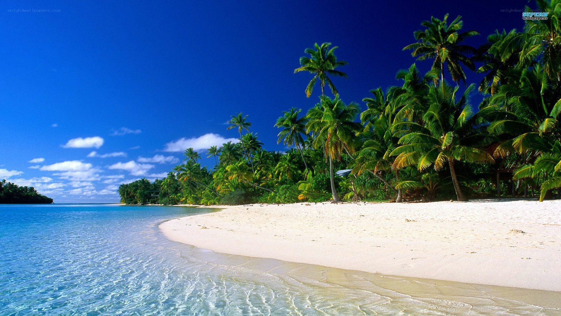 tropical beach with palm trees