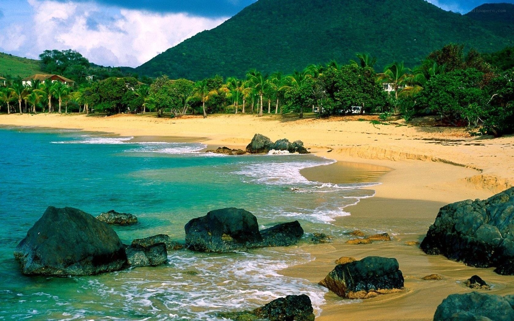 tropical beach with palm trees