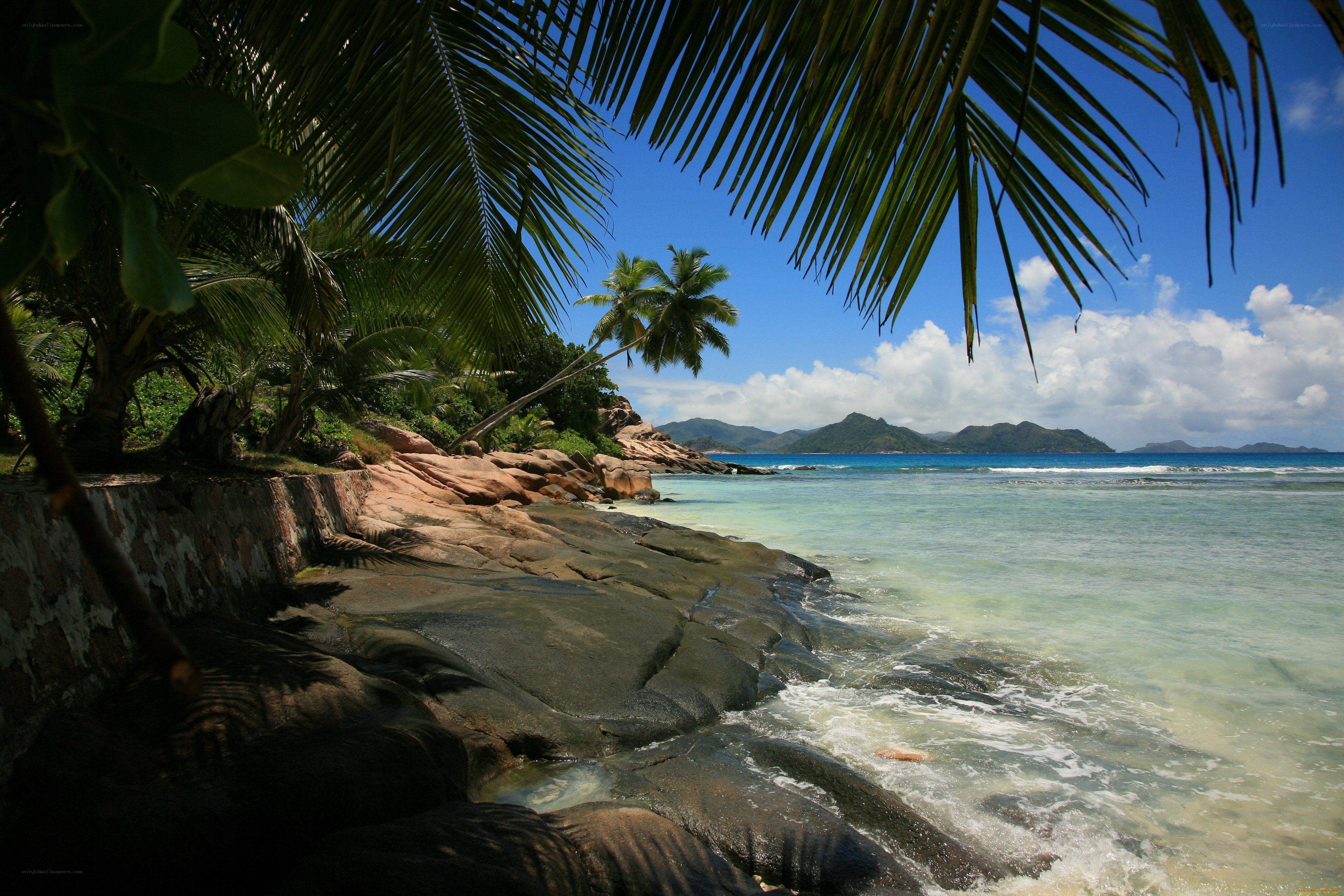 tropical beach with palm trees