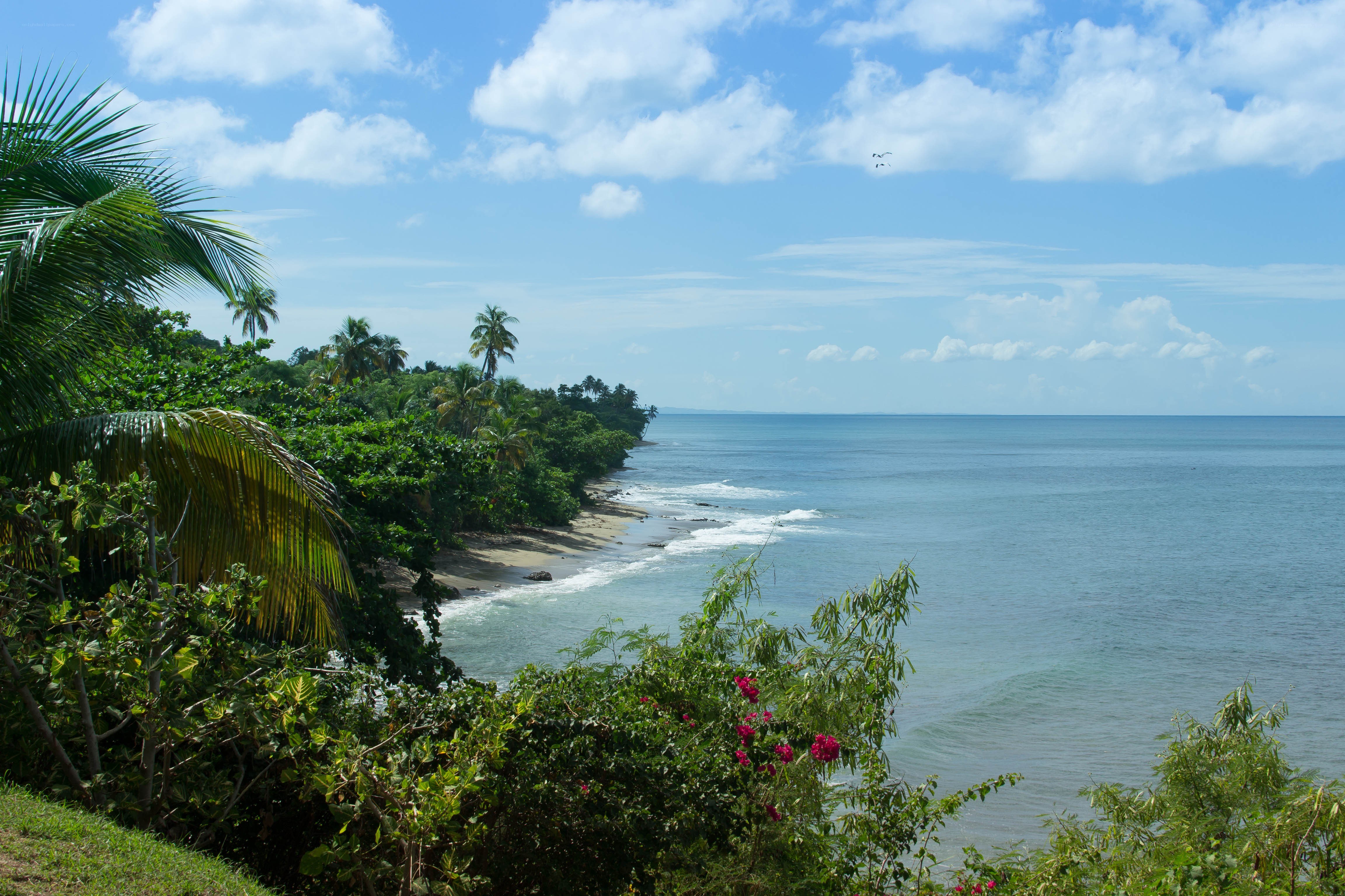 tropical beach with palm trees
