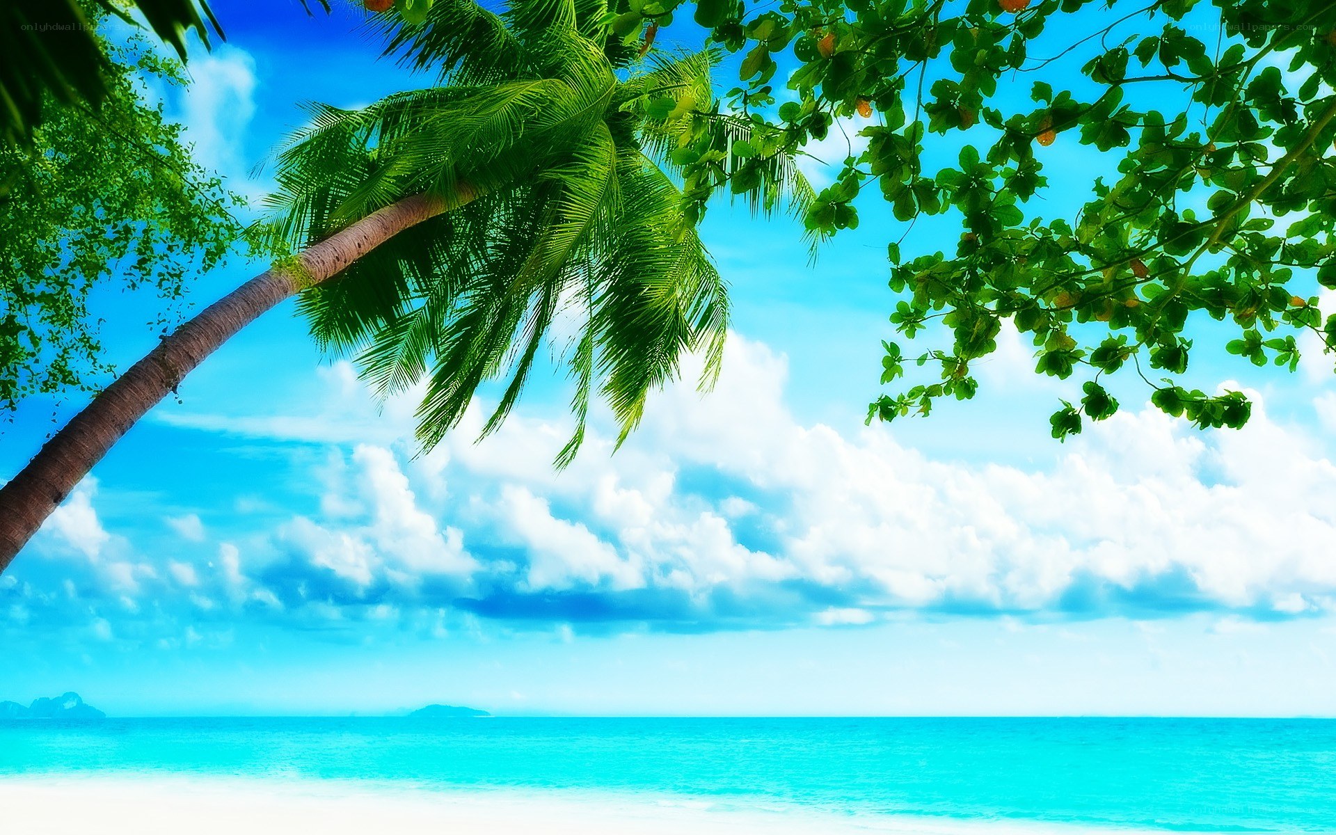 tropical beach with palm trees