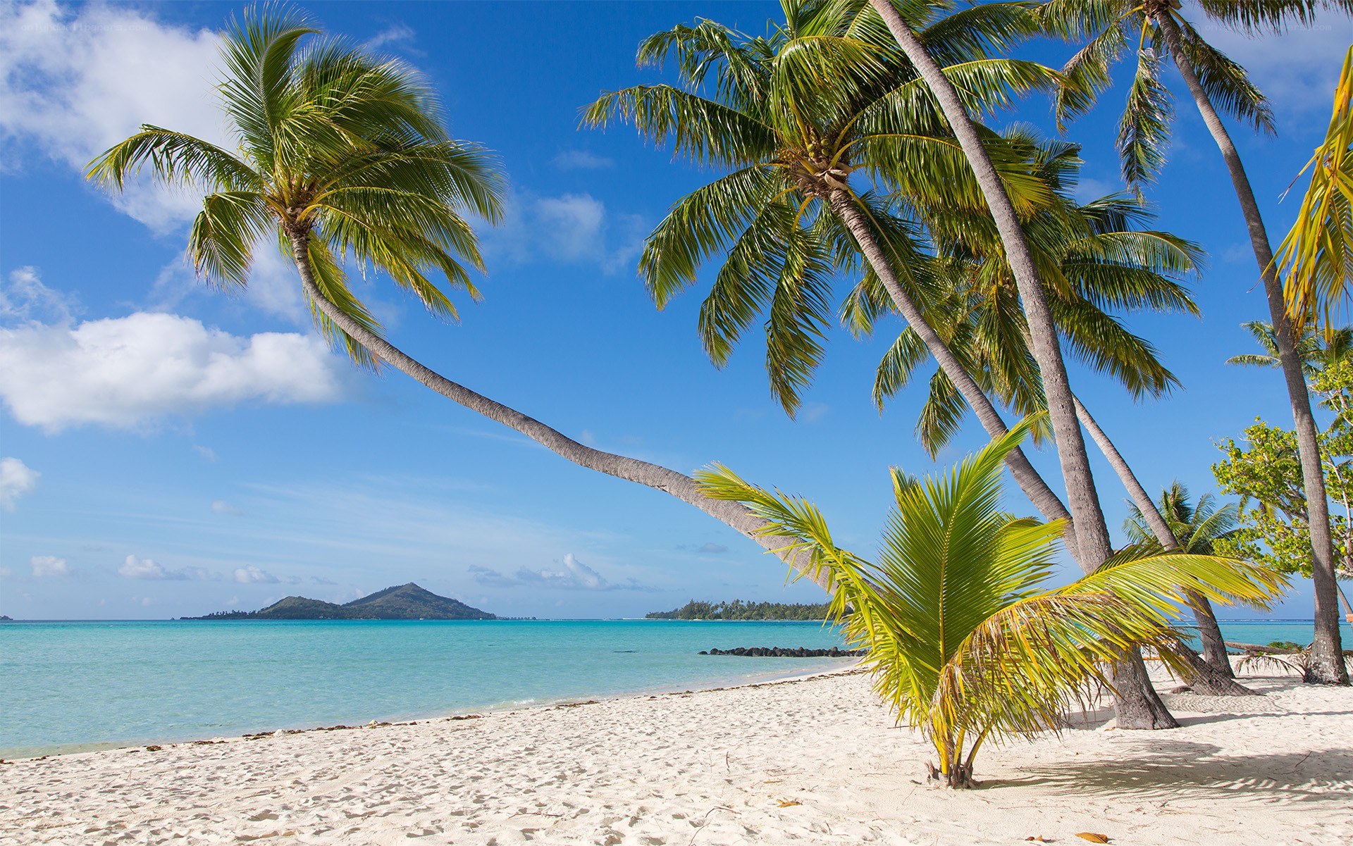 tropical beach with palm trees