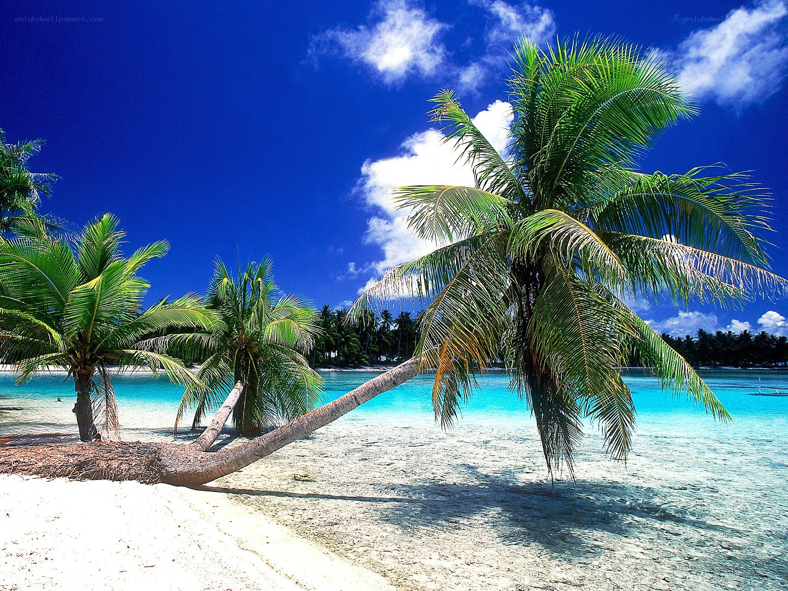 Tropical beach with palm trees