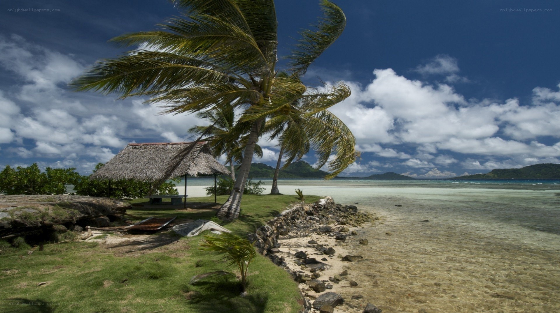 Tropical beach with palm trees