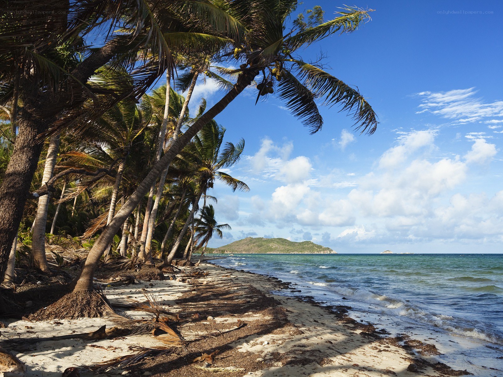 tropical beach with palm trees