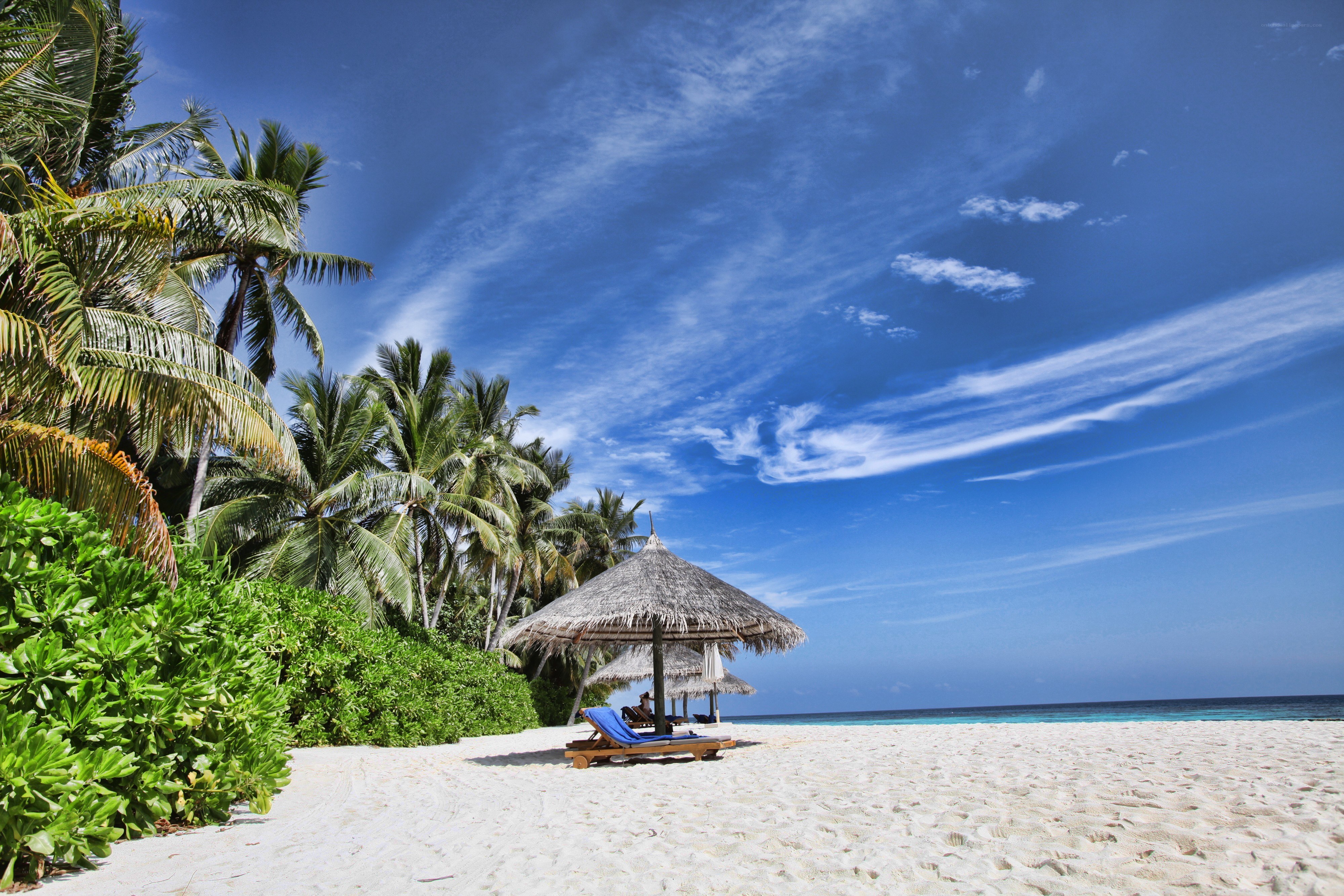 Tropical beach with palm trees