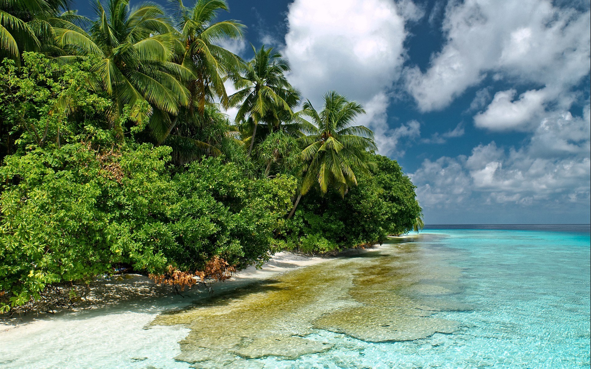 Tropical beach with palm trees