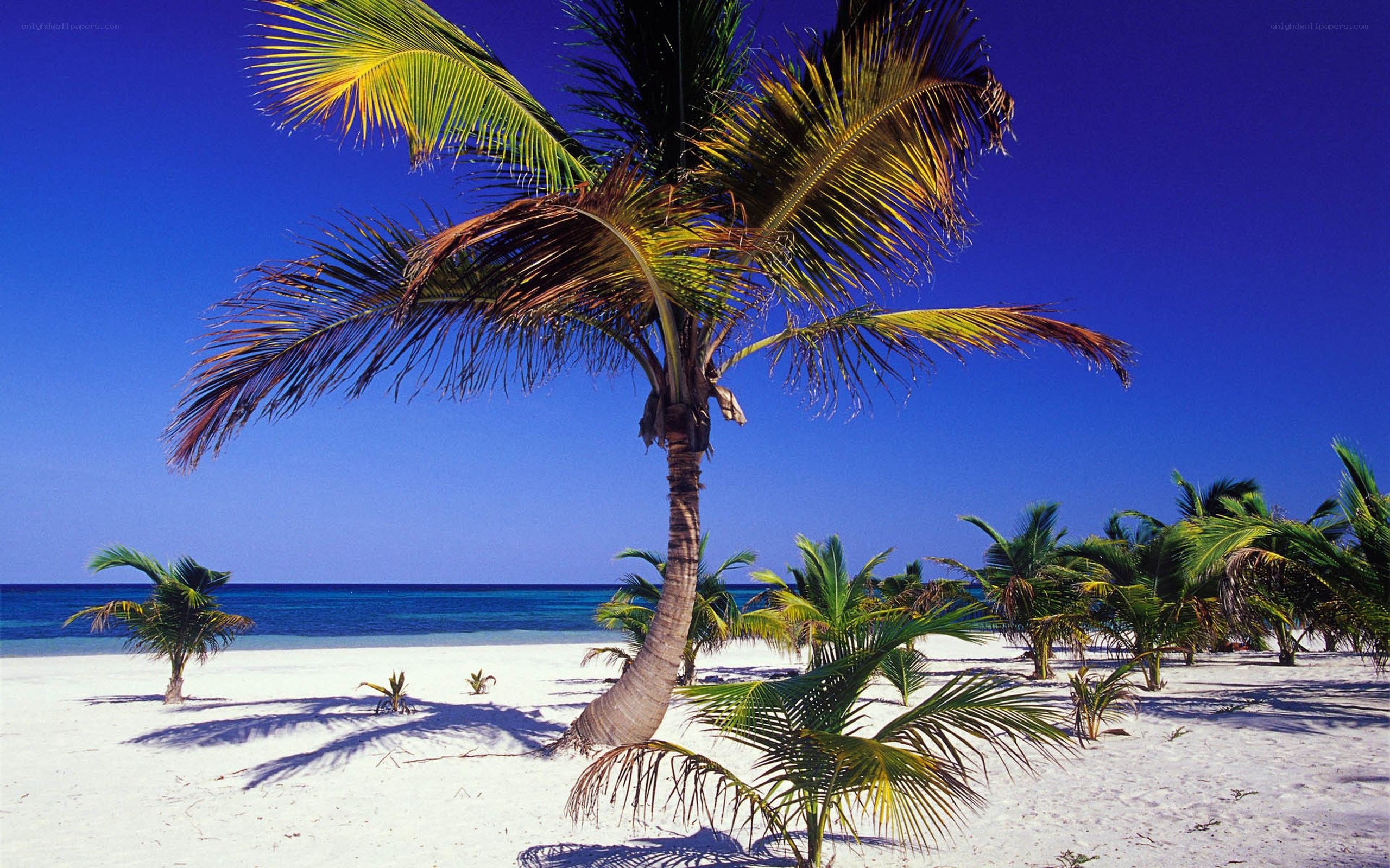 tropical beach with palm trees