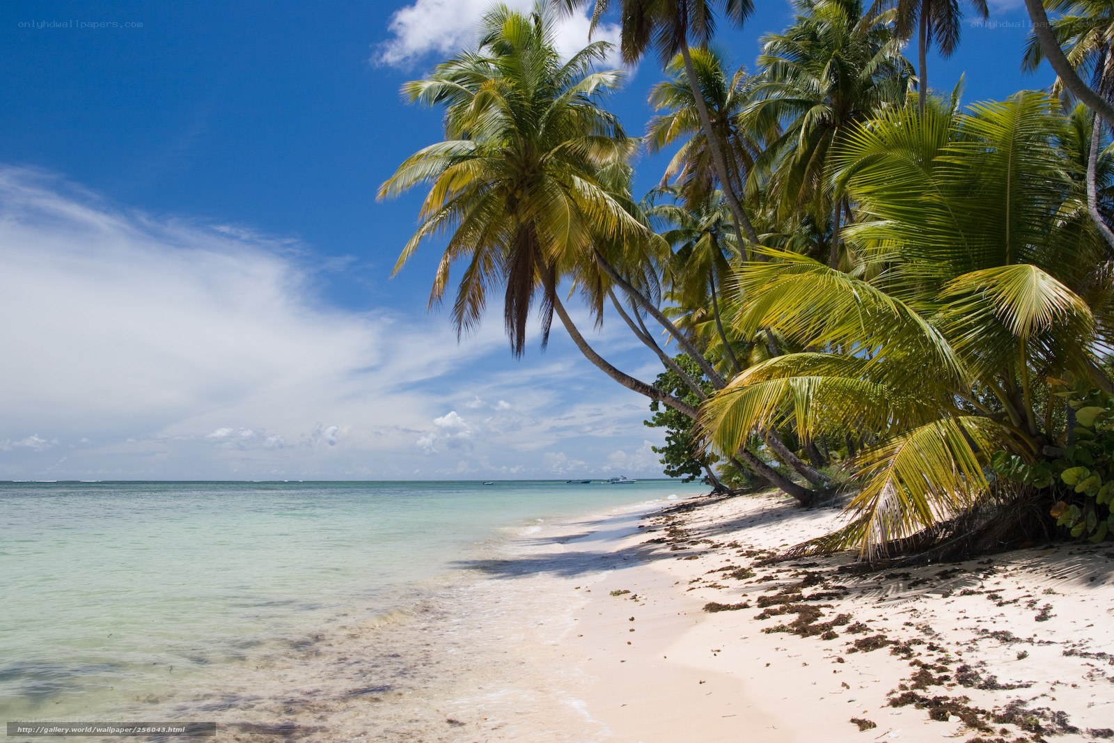 tropical beach with palm trees